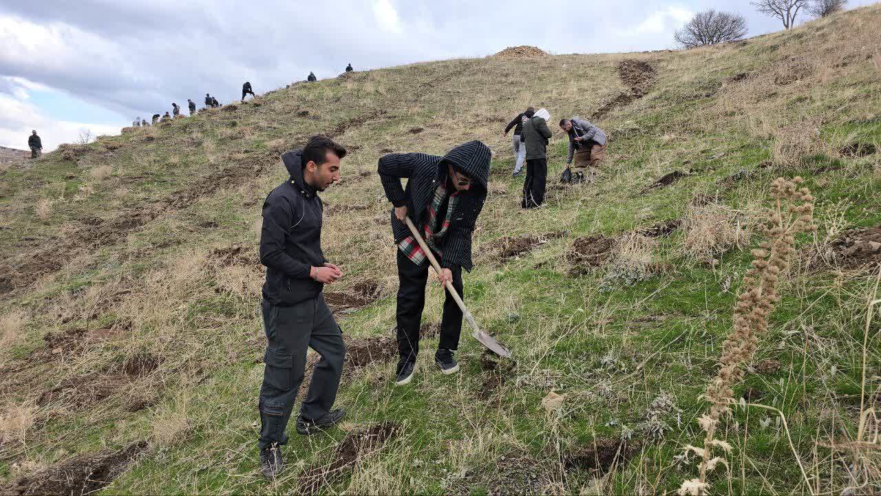 ۵ هکتار از جنگل‌های سردشت بذرکاری شد