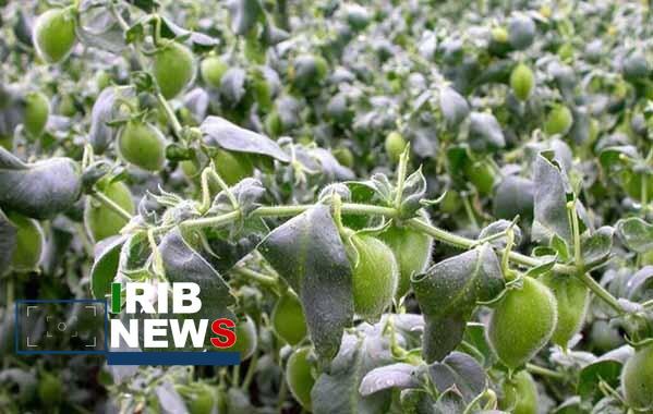 معرفی ۲ رقم نخود دیم پاییزه در موسسه تحقیقات دیم