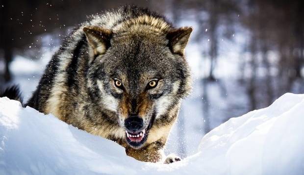 حمله گرگ گرسنه به روستای لمه‌درق کلیبر