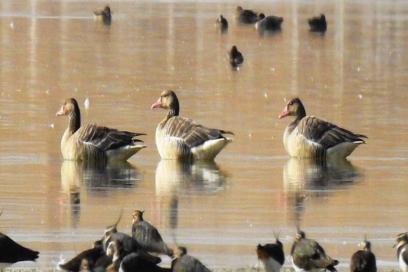 ۳۰۰ هکتار از تالاب کانی برازان احیا شد