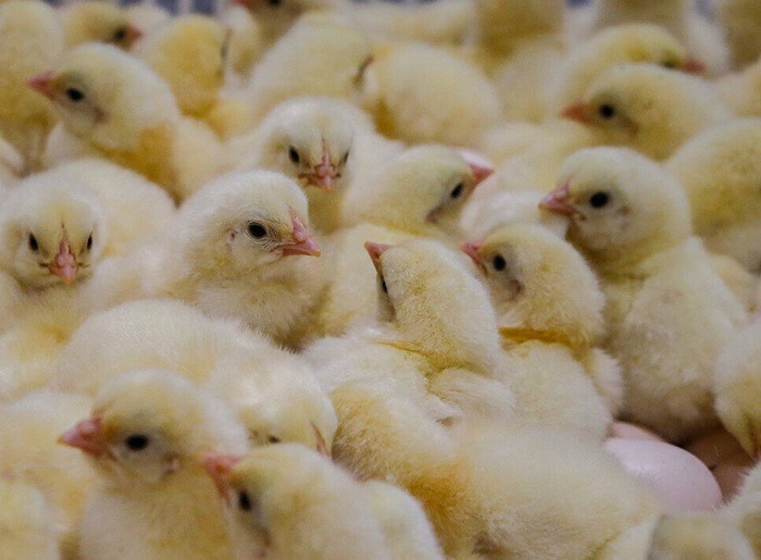 جوجه‌ریزی در مرغداری‌های آذربایجان‌غربی ۸.۴ درصد افزایش یافت