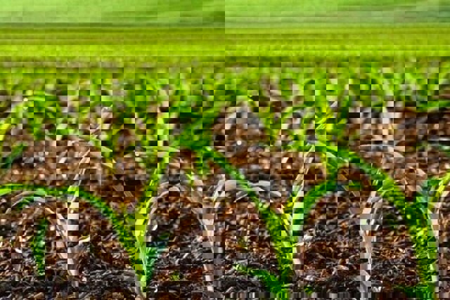 طرح یک جا کشت و کشت قراردادی  در اراضی آذربایجان غربی اجرا می شود