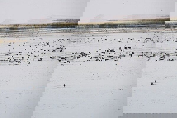 سلیمانی: ۳۰۰ هکتار از تالاب بین المللی کانی برازان مهاباد احیا شد