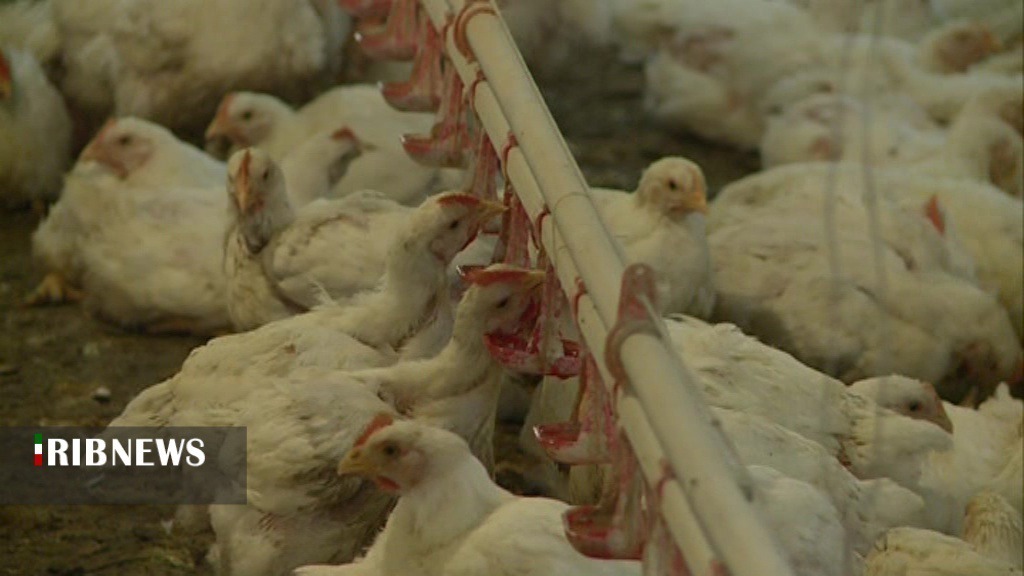 آنفلوانزای فوق‌حاد پرندگان در کمین است