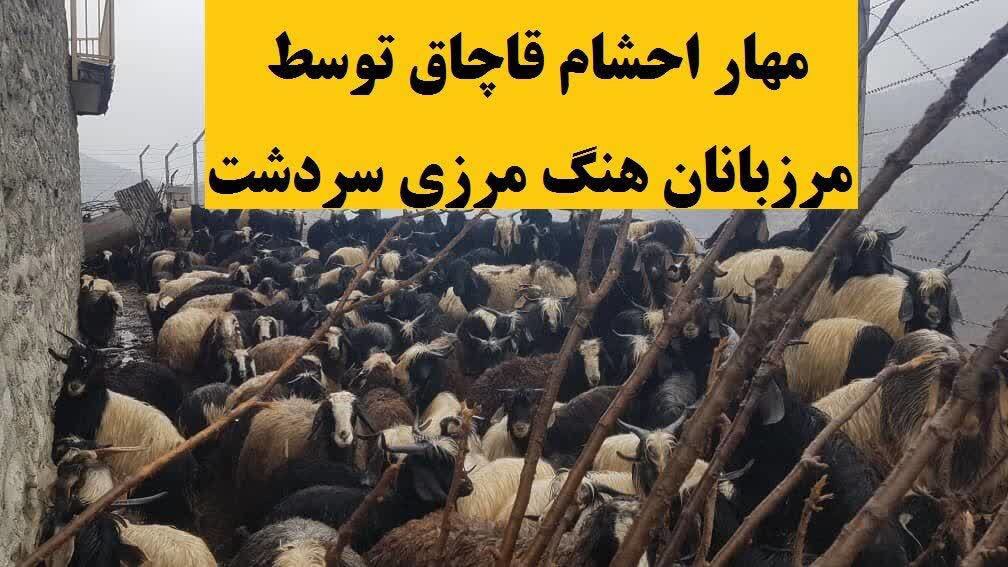 مهار ۳۱۳ راس دام قاچاق قبل از خروج از مرز سردشت