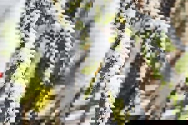 بارش برف در روستای اسکلو کلیبر