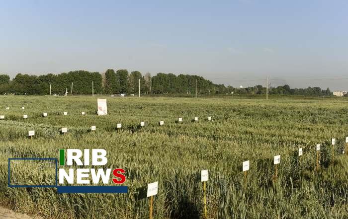 اجرای ۱۳۴ طرح پژوهشی توسط موسسه تحقیقات کشاورزی دیم