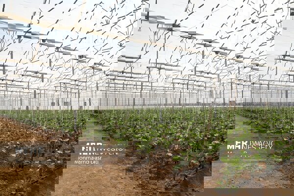 ۴۰ هکتار گلخانه فعال در مرند؛ تولید ۱۲ هزار تن محصول با مصرف حداقلی آب