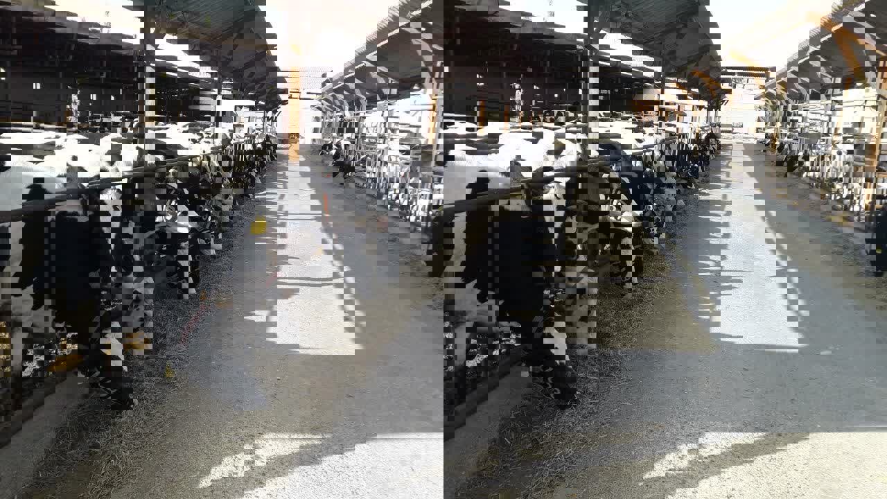 طرح‌های توسعه دامپروری گاومیش در آذربایجان غربی اجرا می شود