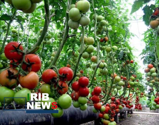 برداشت گوجه فرنگی از واحد‌های گلخانه‌ای در یامچی