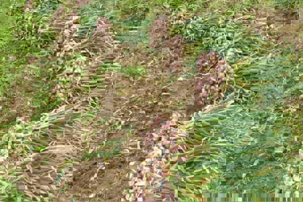 پیش‌بینی تولید ۸ هزار تن سیر در آذربایجان شرقی در سال زراعی جاری