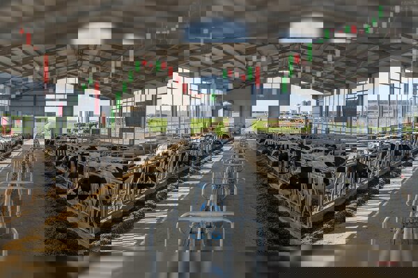 احداث سه واحد گاوداری شیری در پلدشت با ظرفیت ۸۶۵۰ راس آغاز شد