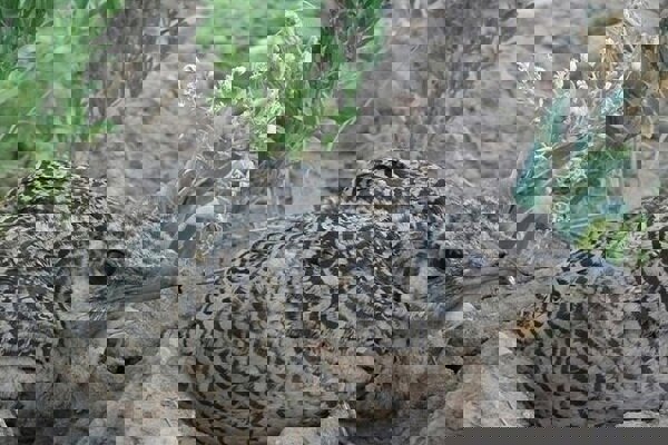 بازیار: سایت تکثیر و مرکز تحقیقات میش‌مرغ بوکان تکمیل می شود