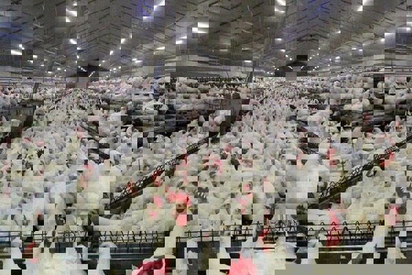 خرسندی: تولید گوشت مرغ در مراغه ۱۰ درصد افزایش یافت