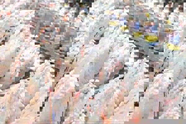 مرکز اصلاح نژاد مرغ بومی آذربایجان‌غربی وارد بیست‌وهشتمین نسل شد