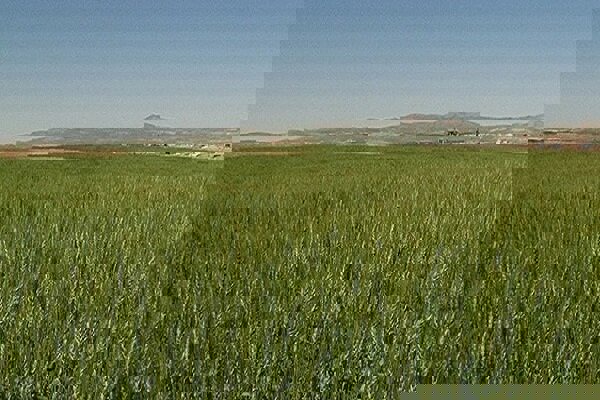 ۴۰۰هزار هکتار دیم زارهای آذربایجان‌غربی درطرح پایداری تولید کشت می شود