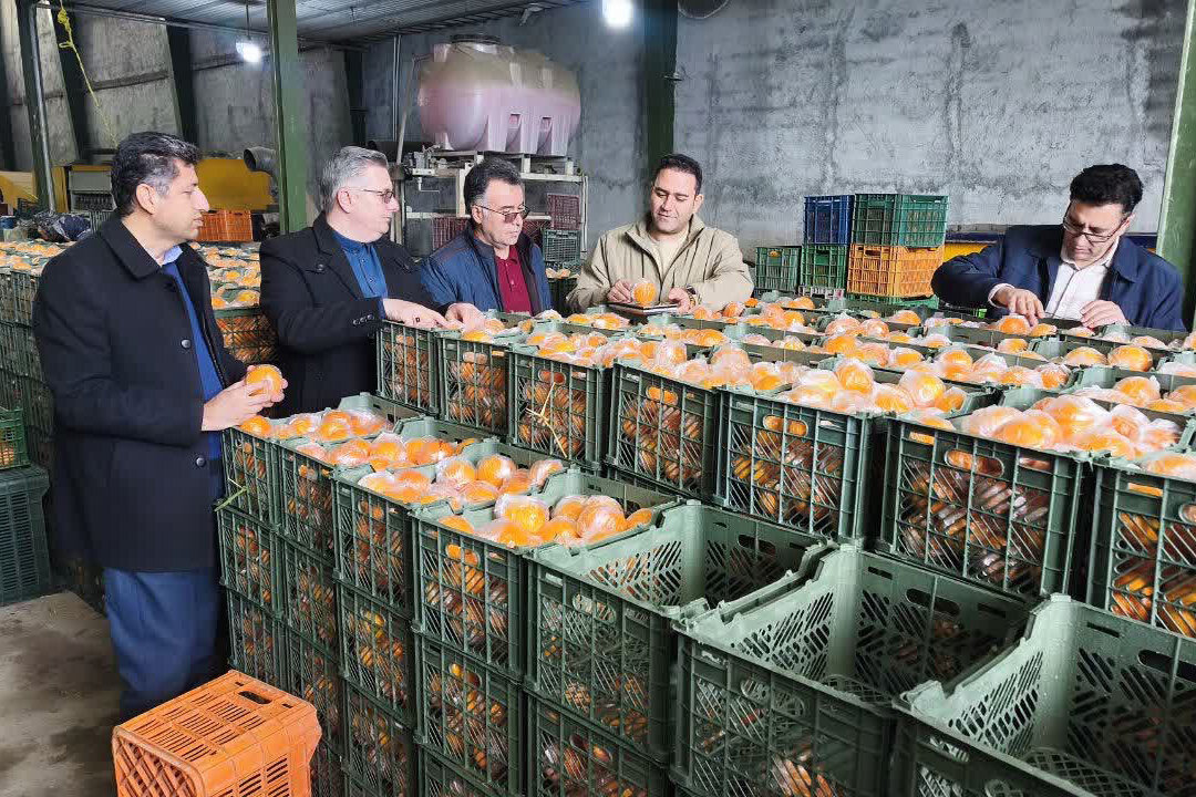 حسامی: ۴۰۰ تن میوه شب عید در آذربایجان غربی ذخیره سازی شد