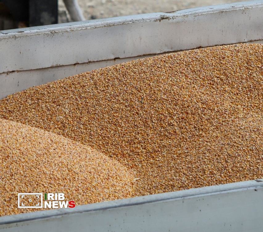 کشف ۲۶ تن گندم قاچاق در هشترود