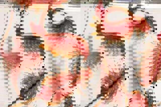 لطفی: تولید آرتمیا در آذربایجان غربی تا ۱۰ برابر افزایش می یابد