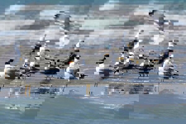 پرنده کاکایی سرسیاه بزرگ در دریاچه سد مهاباد مشاهده شد