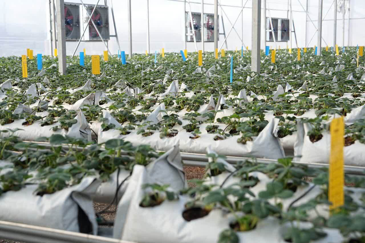 بهره‌برداری از گلخانه هیدروپونیک توت‌فرنگی در ارومیه