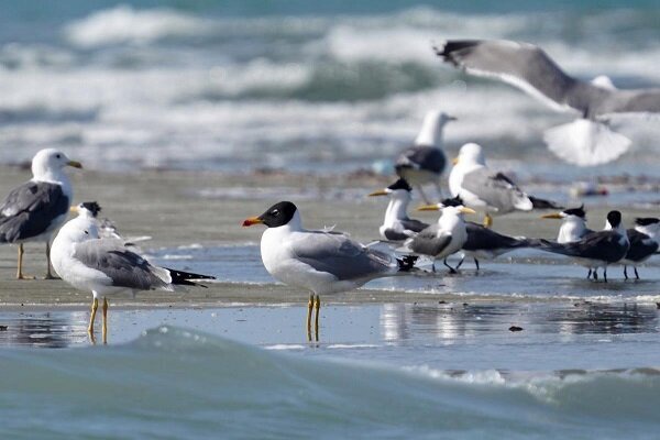 پرنده کاکایی سرسیاه بزرگ در دریاچه سد مهاباد مشاهده شد