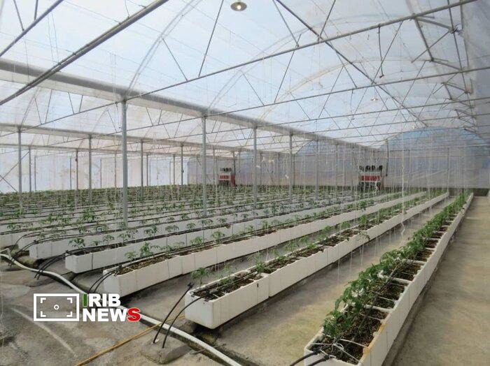 رتبه نخست آذربایجان شرقی در ایجاد گلخانه‌های مدرن