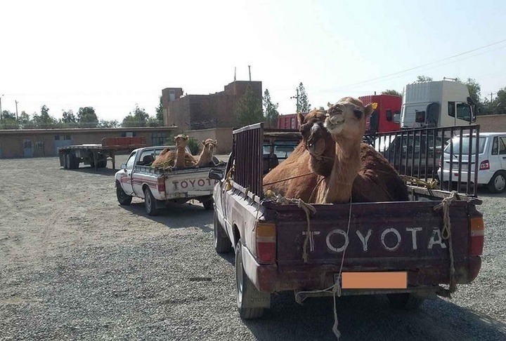 ضبط ۱۰ نفر شتر قاچاق در آذربایجان غربی