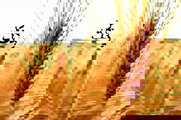 مهرافروز: مردم آذربایجان غربی ۱۷۰ میلیارد تومان زکات داده اند