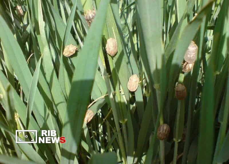 هشدار طغیان آفت سِن گندم در آذربایجان‌شرقی