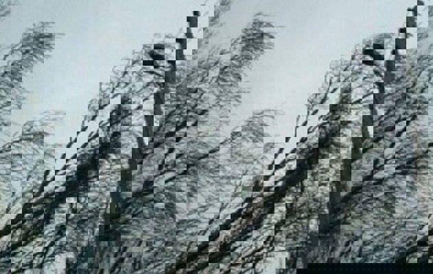 هشدار هواشناسی؛ تندباد، گردوخاک و رعدوبرق در آذربایجان شرقی