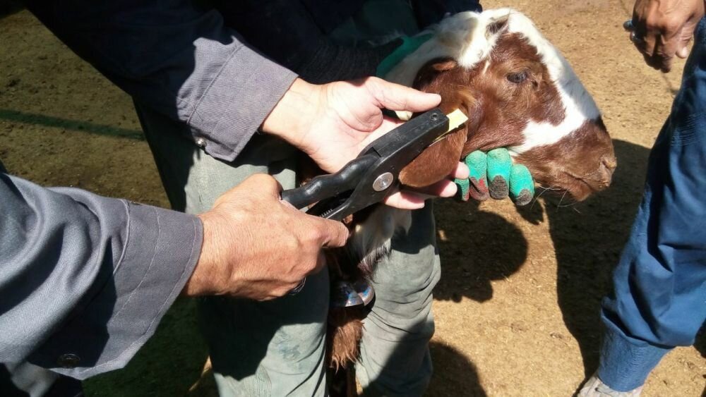 ۴۰۰ هزار رأس دام سبک در آذربایجان غربی هویت‌گذاری شد