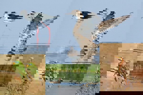 هدیه زمستان به آذربایجان غربی؛ تالاب های اقماری دریاچه ارومیه جان گرفت