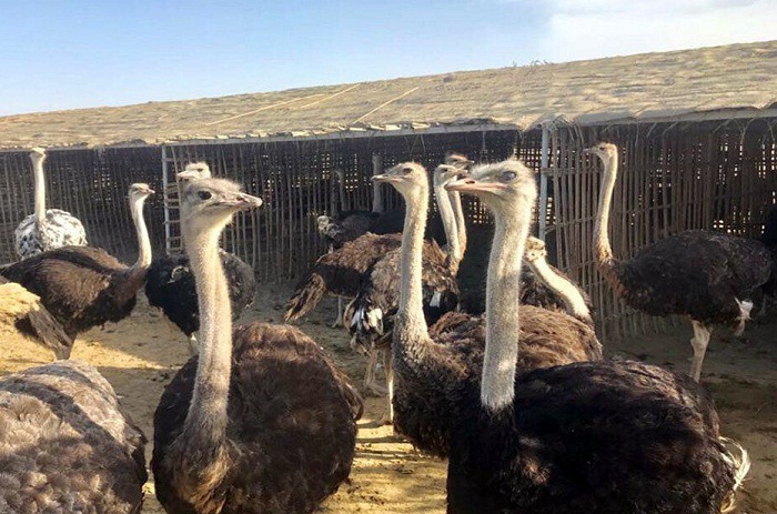 سرمایه‌گذاری در پرورش شترمرغ برنامه آتی حوزه دام در آذربایجان‌غربی