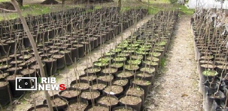 توزیع یک میلیون و ۸۰۰ هزار اصله نهال در آذربایجان شرقی