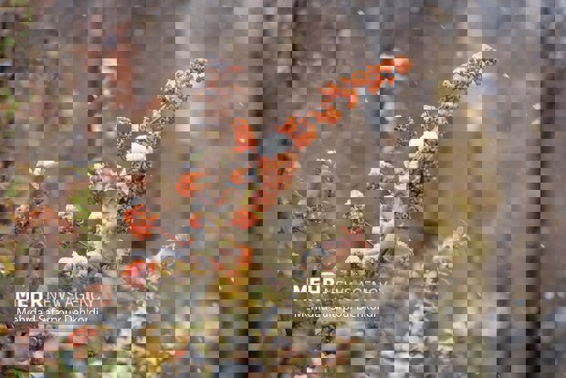 سرما و سیل ۱۶ همت به بخش کشاورزی آذربایجان‌ غربی خسارت زد