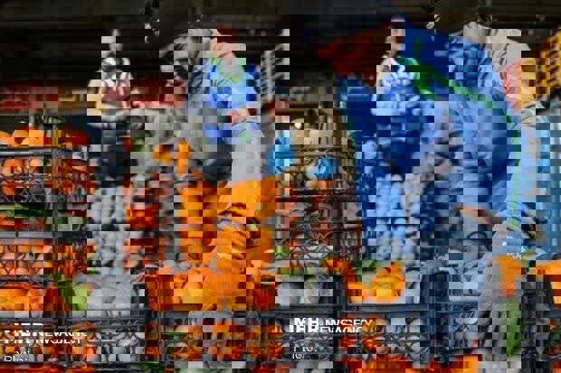 حلیم: ۸۵۰ تن میوه شب عید آماده توزیع در استان اردبیل است