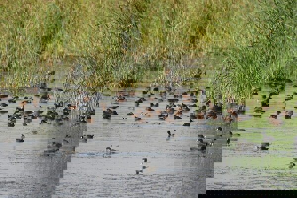 سرشماری سالانه پرندگان آبزی در پارک ملی دریاچه ارومیه آغاز شد