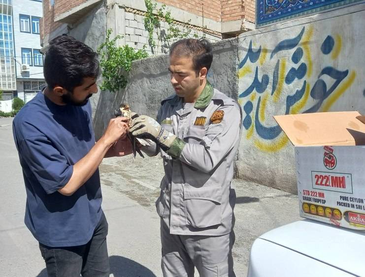 پیام آذری
