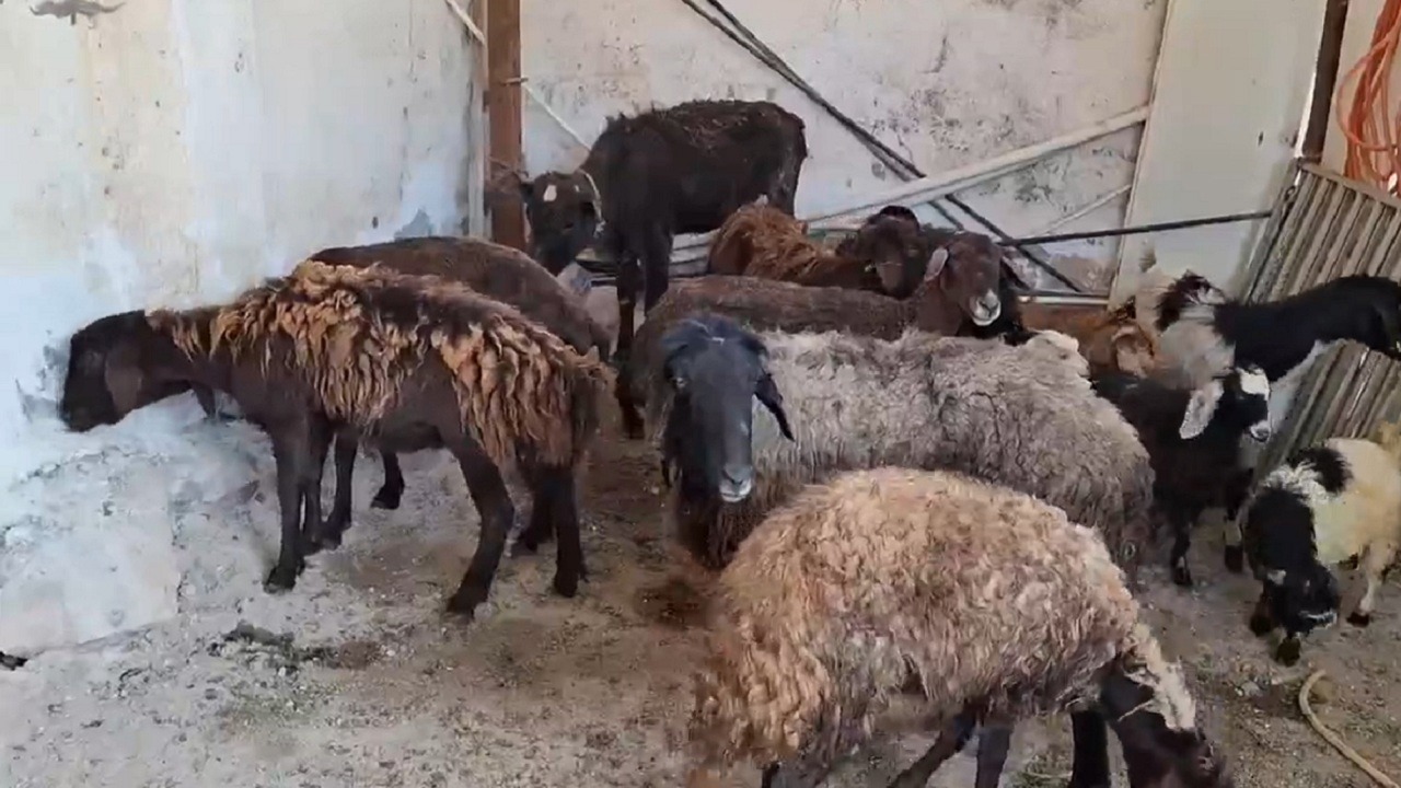 اجرای پویش نذر قربانی در چاراویماق
