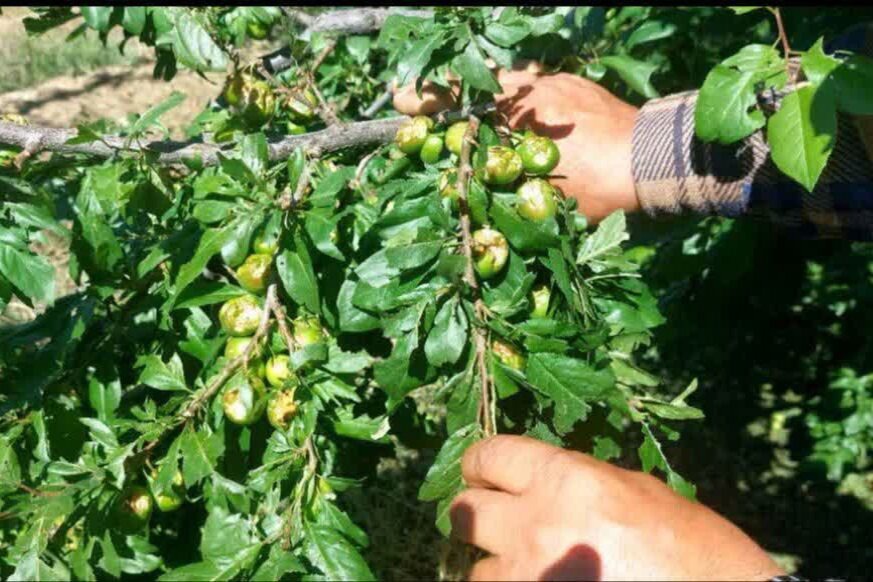 خسارت سنگین تگرگ به باغات شبستر