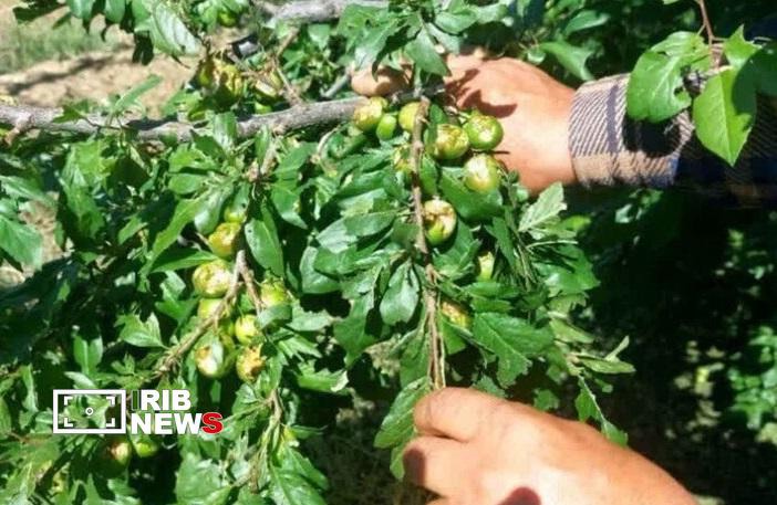 خسارت بارش تگرگ به باغهای شهرستان شبستر