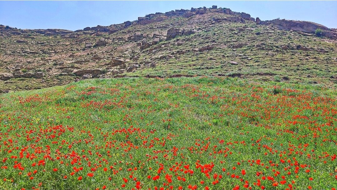 دشت لاله‌های اهر؛ نگین پنهان جاده اهر به تبریز که باید دید