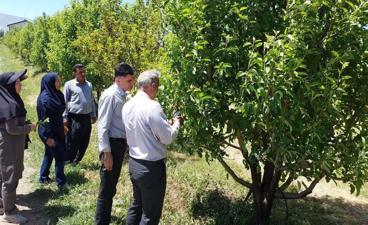 بررسی اجرای مبارزه بیولوژیک در باغات سیب در شهرستان ارومیه