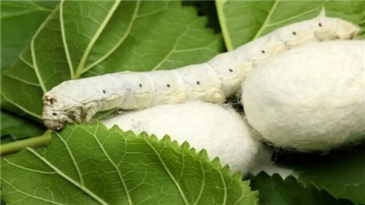 پیام آذری