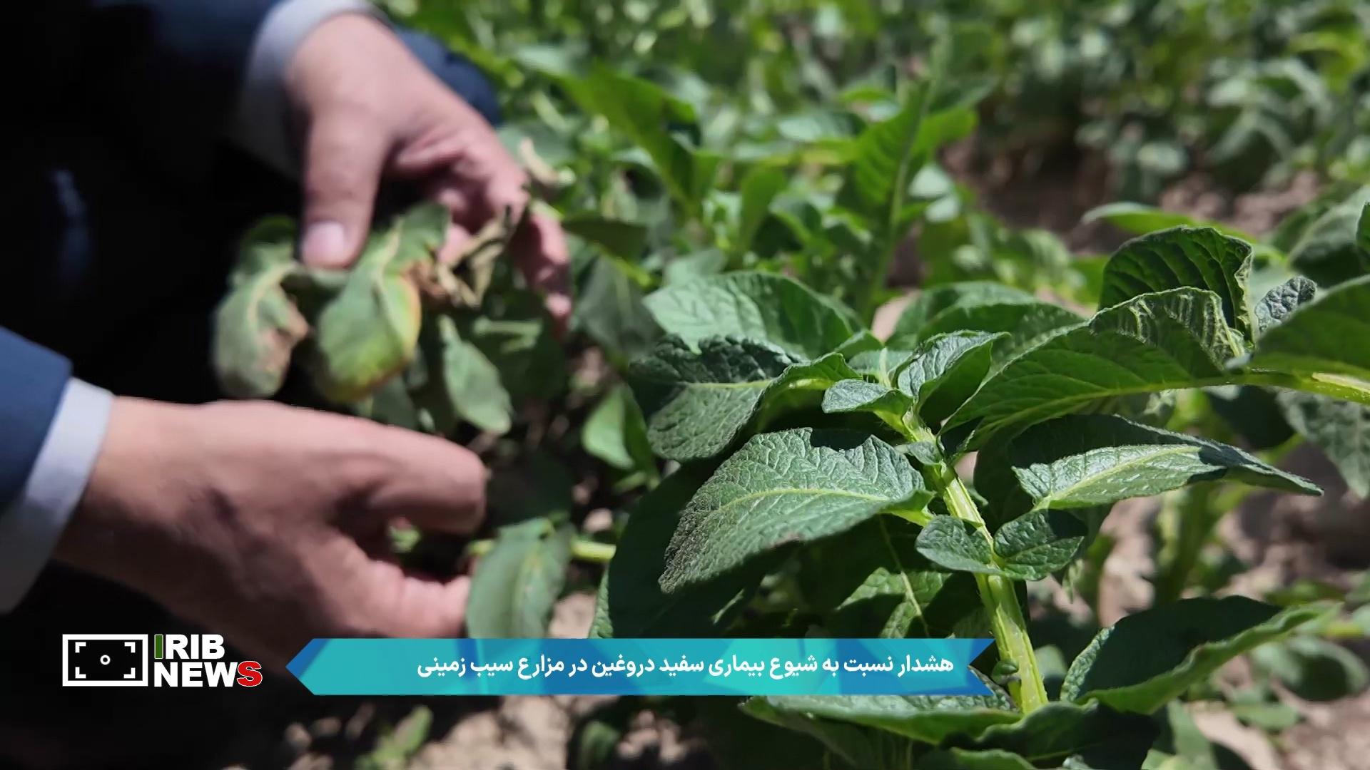 تهدید جدی سفیدک دروغین در مزارع سیب زمینی اردبیل