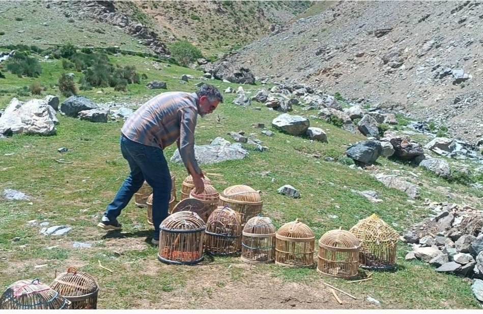 رهاسازی ۱۴ قطعه کبک در زیستگاه‌های طبیعی اشنویه
