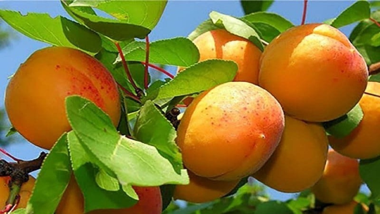 پیام آذری