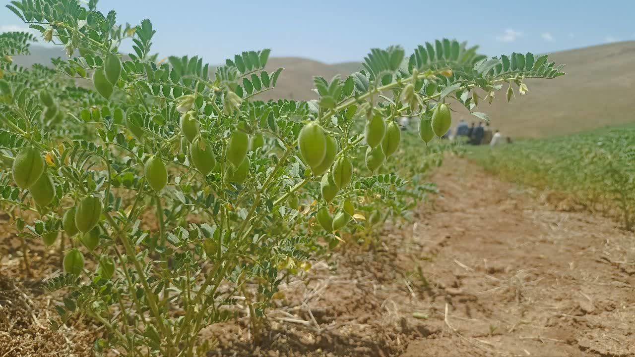 آشنایی کشاورزان نقده ای با آخرین یافته‌های کشت حبوبات
