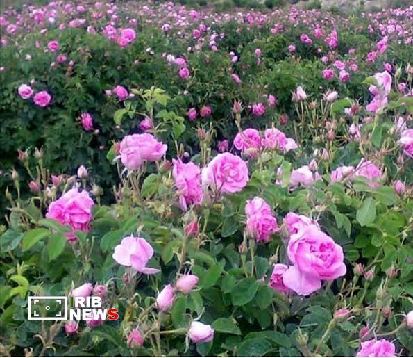 پیام آذری